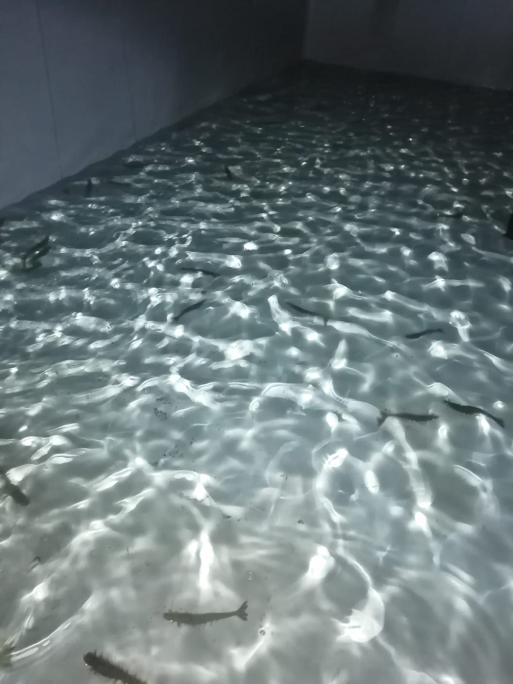 Hatchery Technology