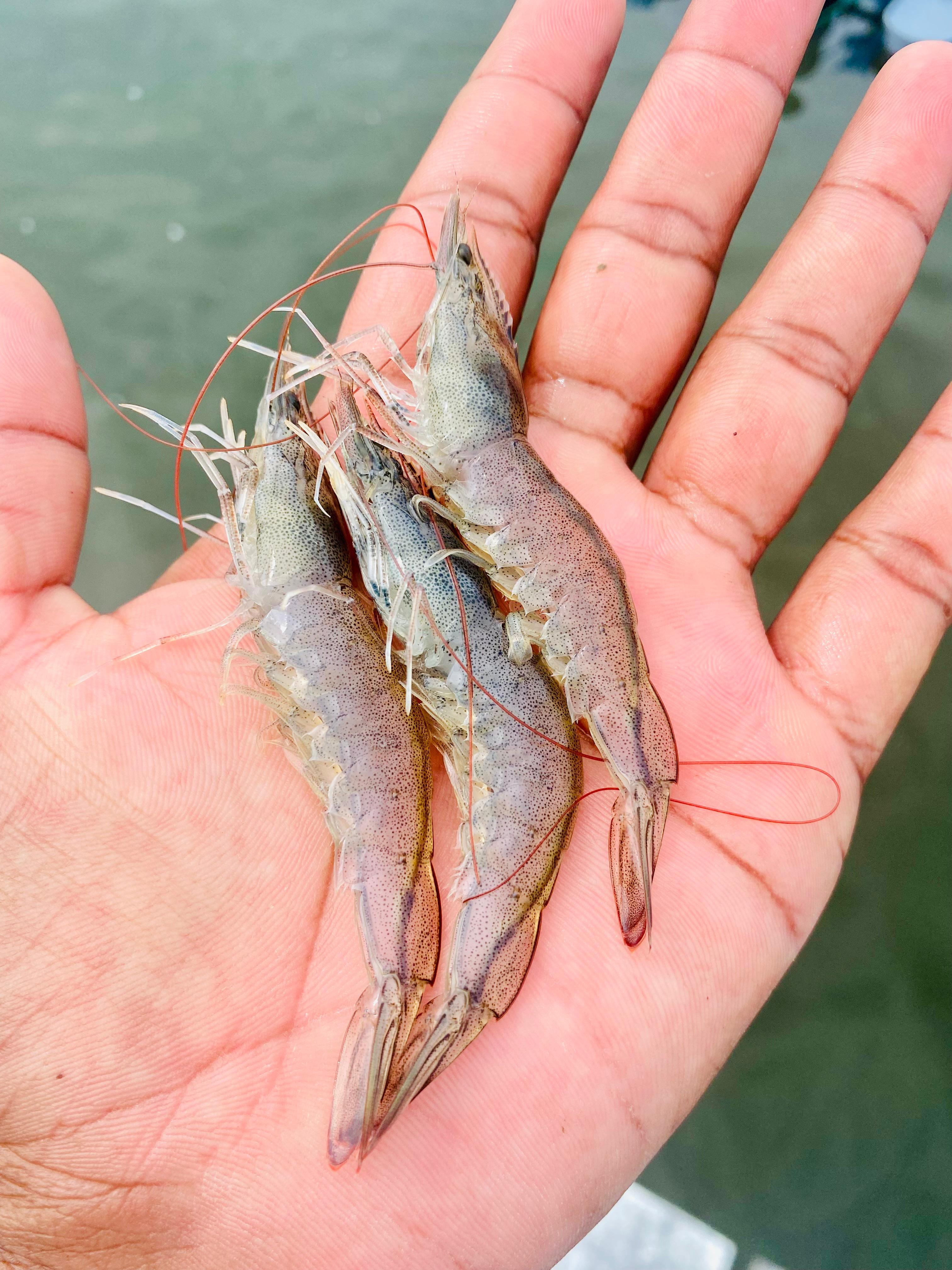 Hatchery Facility Operations