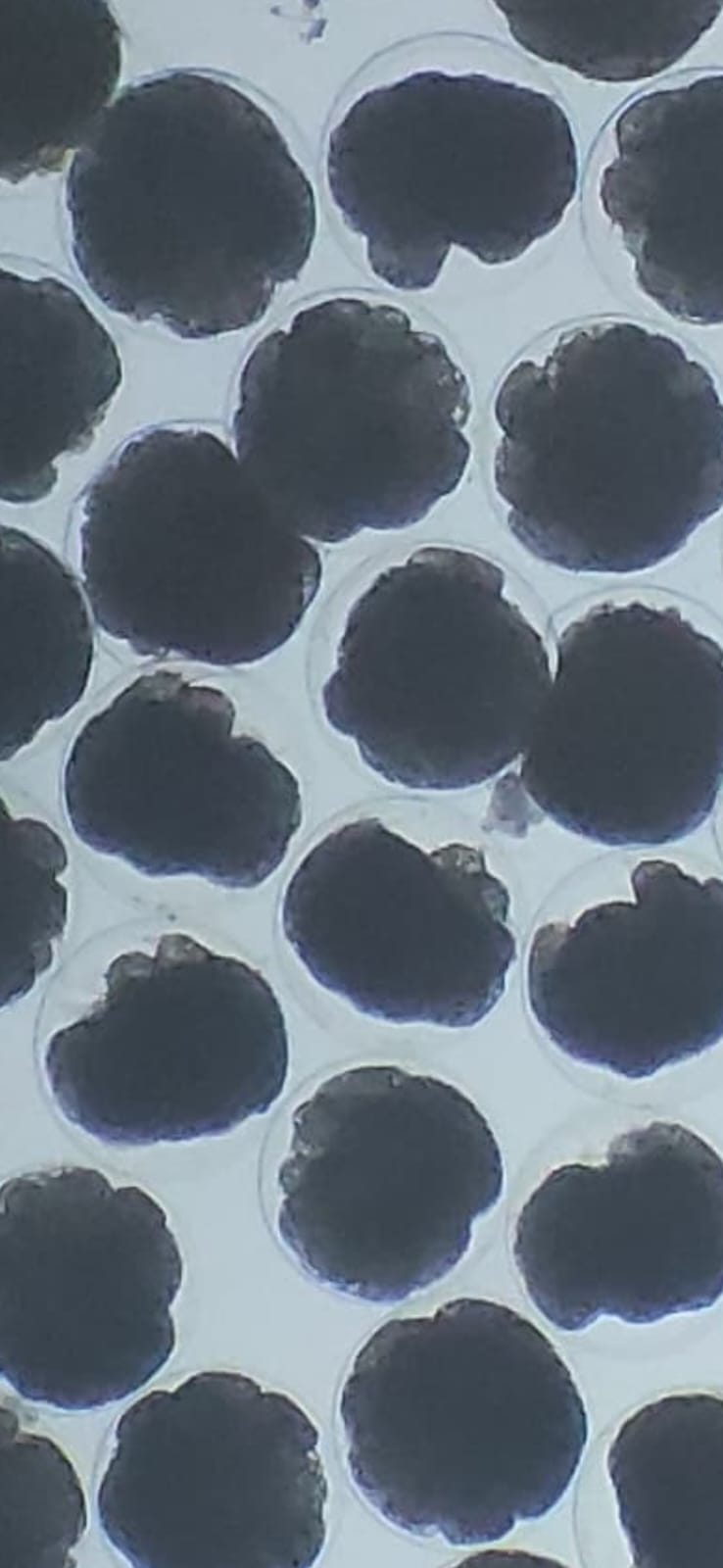 Eggs