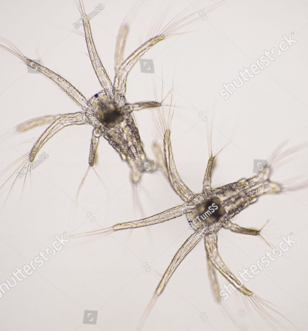 Litopenaeus Vannamei Nauplii