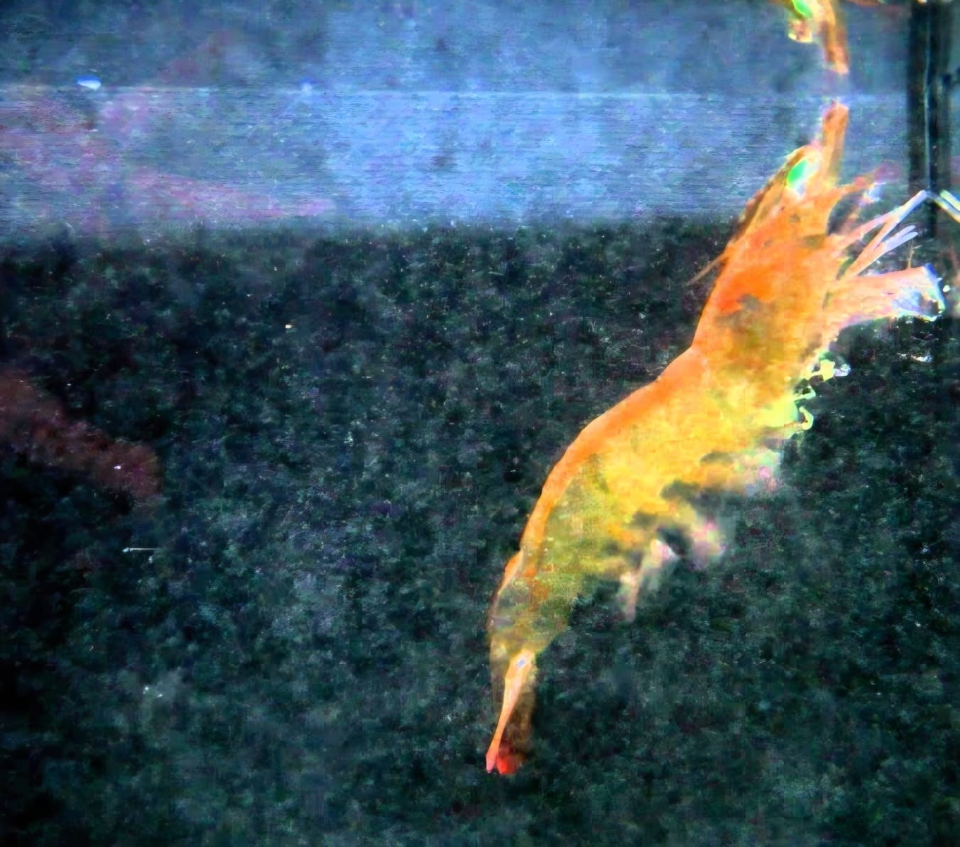 Spawning